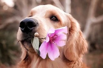 Щенячий взгляд: дикие собаки доказывают, что это не для людей