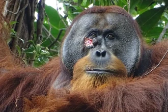 Впервые в истории: орангутанг сам наложил на рану лечебную повязку