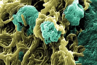 Тайное влияние: как кишечные бактерии командуют иммунитетом