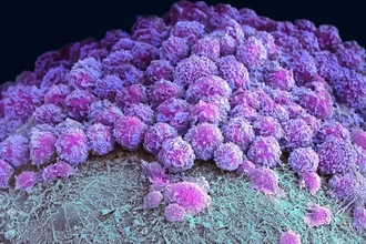 Прорыв в медицине: как живые модели мозга и кишечника борются с раком