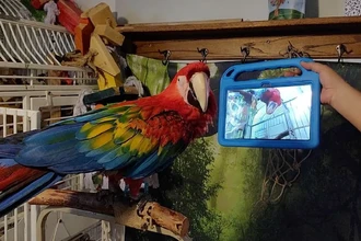Попугаи выбирают живые видеозвонки: как птицы общаются онлайн