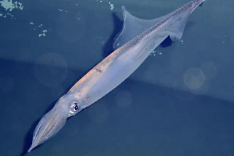 Как месяц рождения кальмара определяет его стратегию спаривания на всю жизнь