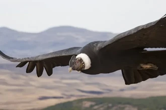 Крыло кондора повышает КПД ветряка на 10%: как птицы меняют энергетику