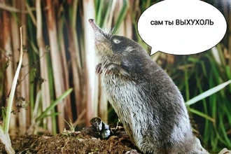 За что выхухоль назвали вонючкой: правда о смешном имени и судьба зверька
