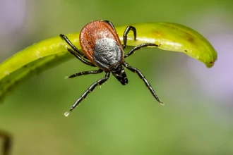 В каких регионах России клещи наиболее активны этой весной?