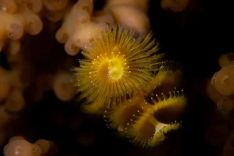 Даже морские черви — личности: как индивидуальность помогает виду выживать