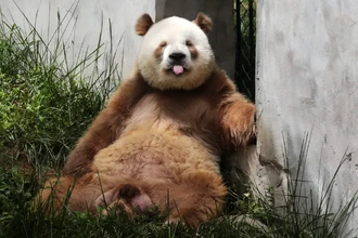 Коричневые панды: ученые открыли генетическую тайну окраса
