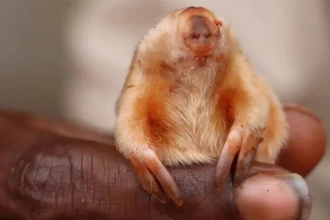 В Австралии нашли редчайшего золотистого сумчатого крота