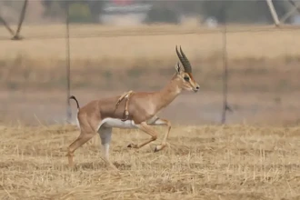 Ученые обнаружили в Израиле уникальную шестиногую газель