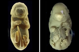 Шестиногая мышь: зачем ученые создали эмбрион с лишними конечностями