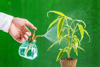 Автополив для цветов своими руками: как уехать в отпуск и не загубить растения