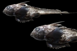 Новый вид акулы-призрака с огромными глазами найден на глубине у Таиланда