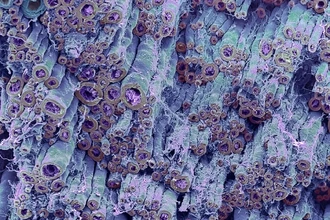 Древние вирусы в ДНК: секрет быстрого мозга и сложной нервной системы