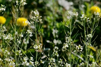 Разгадана вековая тайна мейоза: как генетика ограничивает разнообразие потомства