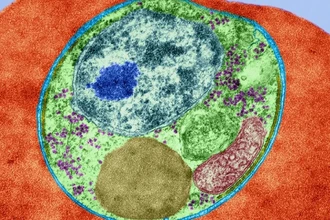 Из зубов римлянина извлекли древний геном малярии: что это открывает науке?