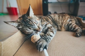 Как отучить кошку или собаку грызть провода: 5 эффективных способов защиты