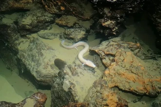 Тайная жизнь пещерных драконов: куда выходят слепые протеи?