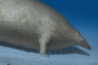 Самый тяжелый кит в истории? Учёные пересмотрели рекорд