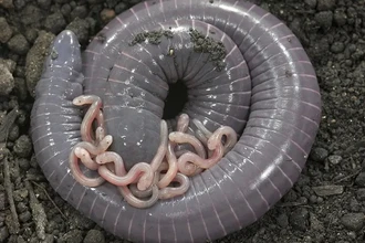 Открытие: червяга кормит потомство «молоком» и слушает голодные крики