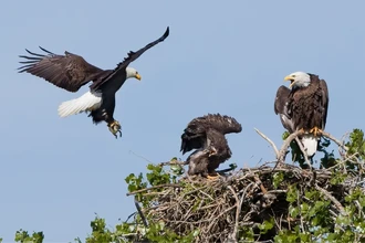Зачем белоголовым орланам луговые собачки: открытие экологов