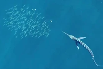 Почему копьеносцы вспыхивают перед атакой: секрет охоты самых быстрых рыб