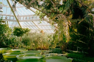 Природные кондиционеры: как зелень спасает города от жары