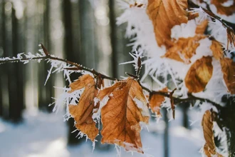 Одобрено первое лекарство от тяжелого обморожения: спасение от ампутации
