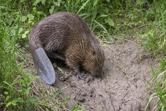 Бобров различают по рисунку на хвосте: как работает новая технология