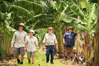 Первый в мире ГМ-банан одобрен для еды в Австралии и Новой Зеландии