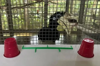 Умнее приматов? Как птицы-носороги проходят сложные тесты на интеллект