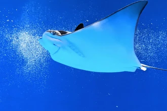 Удивительная беременность ската: отец — акула или «непорочное зачатие»?