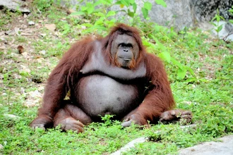 Учёные выяснили: обезьяны умеют шутить и дразнить друг друга