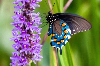 Кто выигрывает от потепления? Как климат упрощает природу