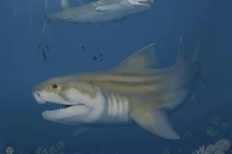 В самой длинной пещере мира нашли два новых вида древних акул