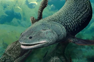 В Австралии нашли древнюю рыбу с клыками, дышавшую воздухом
