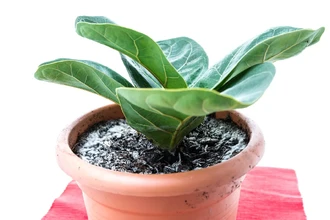 Как спасти цветок: убираем плесень в горшке быстро и безопасно