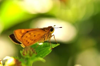 Почему насекомые летят на свет: разгадка древнего навигационного сбоя