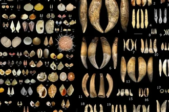 Как бусины рассказали о 9 разных народах Европы ледникового периода