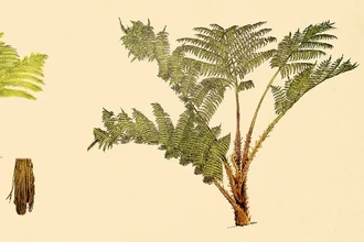 Папоротник-зомби: как мёртвые листья кормят растение в бедной почве