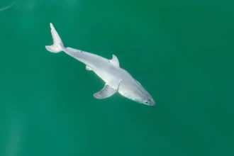 Впервые снят на видео новорожденный детеныш большой белой акулы