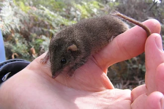 Смертельный брачный сезон: почему самцы антехинусов умирают после спаривания?