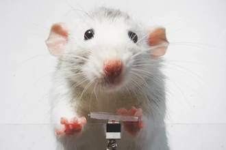 Крысы-блогеры: как грызунов научили делать селфи без награды