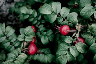 Палеодиета — миф? Охотники-собиратели питались растениями и корнеплодами