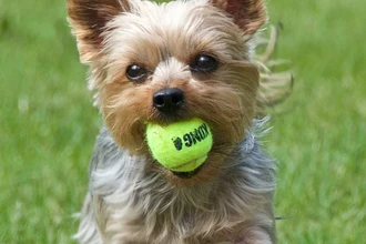 Почему маленькие собаки живут дольше крупных: неожиданные выводы науки