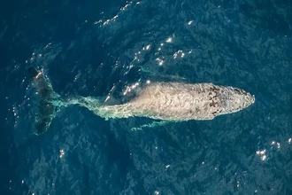 Горбатый кит с травмой позвоночника у берегов Мексики: кто виноват?