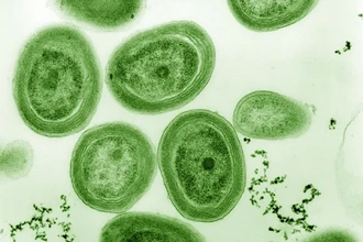 В камнях возрастом 1,75 млрд лет нашли древнейшие следы фотосинтеза