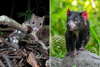 Исчезновение дьяволов меняет ДНК кволлов: эволюция на скорости