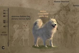 Пес Муттон: как шерсть одной собаки раскрыла тайну древней породы