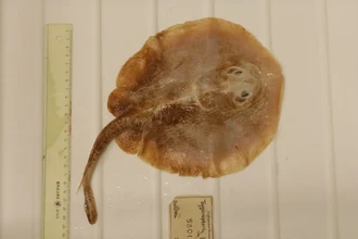 Яванский скат: первая морская рыба, которую мы потеряли навсегда