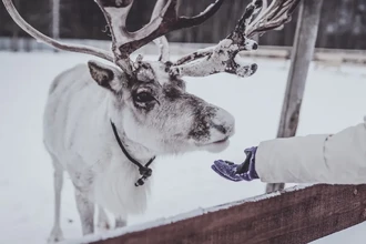 Как северные олени спят во время еды? Секрет их круглогодичной бодрости